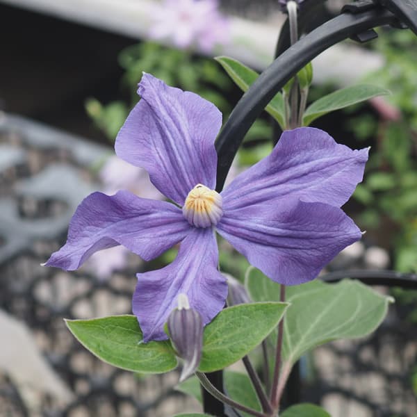 クレマチスの苗/クレマチス：デュランディ3.5号ロングポット（インテグリフォリア系）