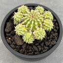 観葉植物/ユーフォルビア:セプルタ 2.5号鉢植え