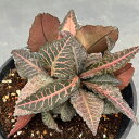 観葉植物/ユーフォルビア:フランコイシー 5号25-07