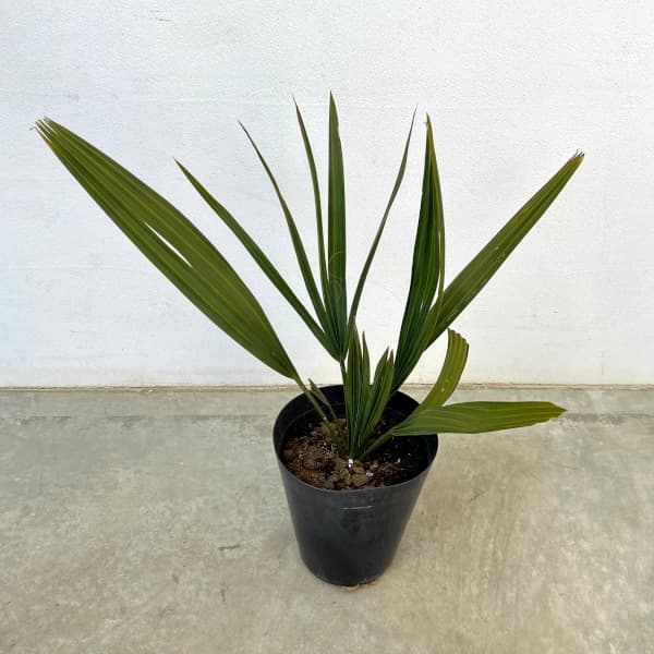 サバルヤシ　苗　　24本セット 楽天市場】サバルヤシの通販