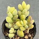 観葉植物/ベルゲランサス:sp 2号ポット