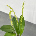 観葉植物/ステリス:グッティフェラ 3号