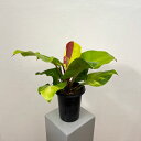 観葉植物/フィロデンドロン:イエローフレーム 5.5号25-01