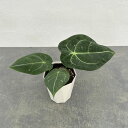 観葉植物/アンスリウム:交配種(フォルゲッティ×レガレ) 4号鉢入り