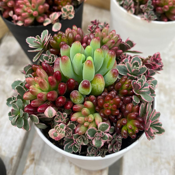 観葉植物/セダム：ボブズガーデンさんのかわいい寄せ植え 3号ポット