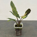 観葉植物/アロカシア:ラウテルバキアナ バリエガータ 3号ネガミエル×ねこチップ植え