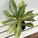 観葉植物/アグラオネマ:ゴースト2(ツー) 5号鉢植え