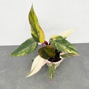 観葉植物/フィロデンドロン:ストロベリーシェイク 4号25-03