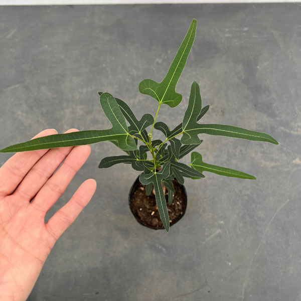 楽天市場】ボトルツリー(観葉植物|花・観葉植物):花 楽天市場】ボトルツリー(観葉植物|花・観葉植物):花