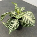 観葉植物/アフェランドラ:ダニア カーリーホワイト 3号ポット