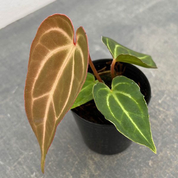 観葉植物/（わけあり特価）アンスリウム（原種）：SKGシルバー×X-one×aff bessae 2.5号ポット