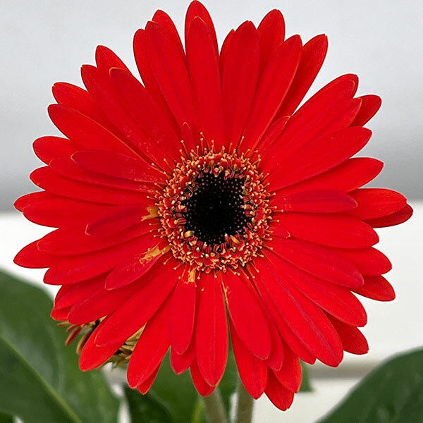 楽天市場】ガーベラ 鉢（ガーデニング・農業｜花・ガーデン・DIY）の通販