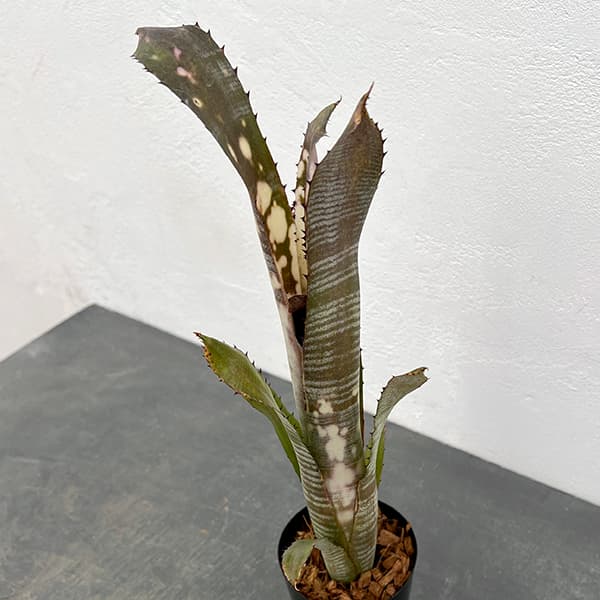 観葉植物/ビルベルギア：パイプライン 3号ポット