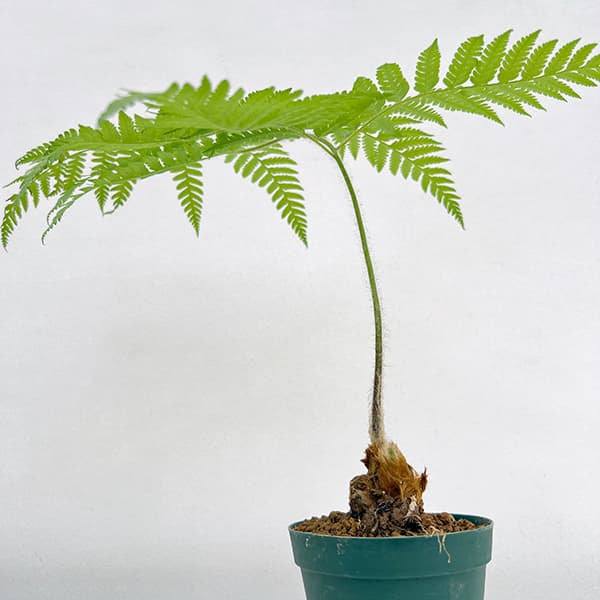 楽天市場】ゴールデンモンキー 観葉植物の通販
