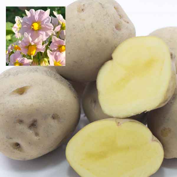 野菜の苗/ジャガイモの種いも：キタアカリ（青森県産）10kg（L-S）サイズ混玉