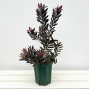 花木 庭木の苗/リューカデンドロン:エボニー5号鉢植え