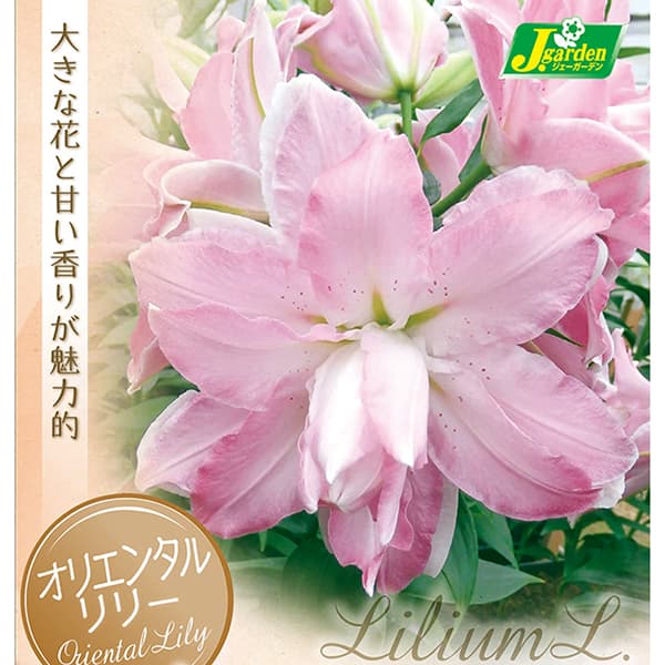 球根/ユリ：八重咲きオリエンタルリリー　 サボール1球入り