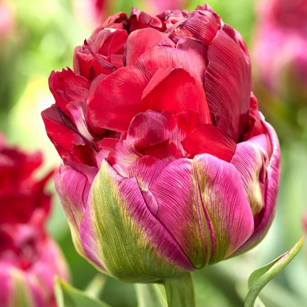 球根/チューリップ：アイスクリームクランベリー3球入り（DL）のサムネイル