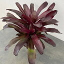 観葉植物/ネオレゲリア:ブラックダイヤ 5号鉢植え