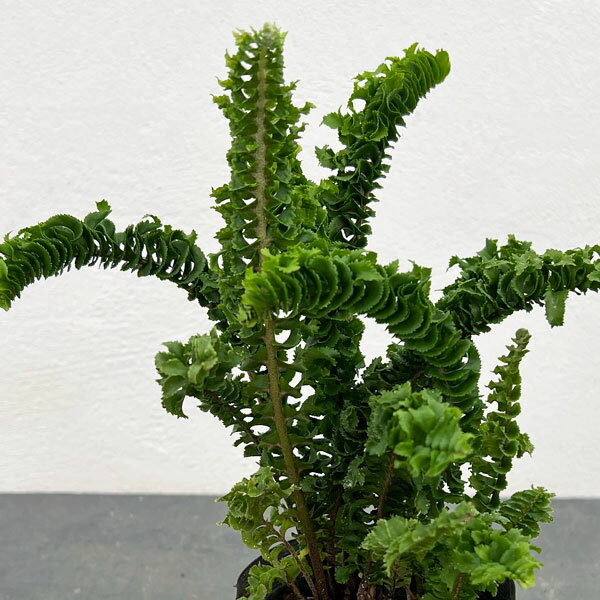 観葉植物/ネフロレピス：エミーナ（エミナ）3.5号ポット