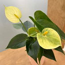 (わけあり特価)ミニアンスリウム:クリーム2.5号鉢植え
