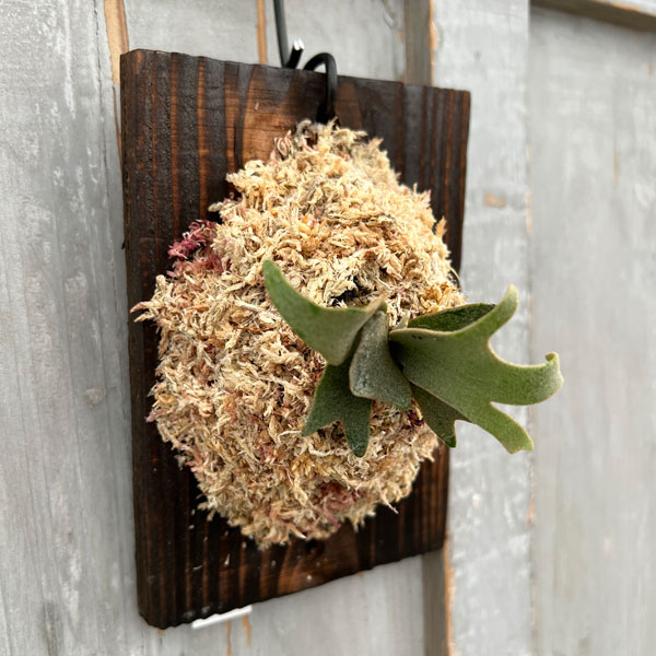 観葉植物/ビカクシダ（コウモリラン）：ウィリンキージェイドガール（スポア）板付け