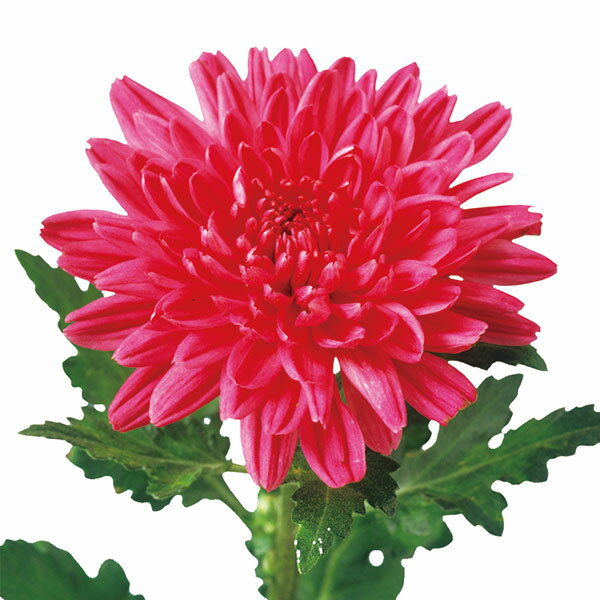 草花の苗/手間なし菊冬咲き お正月咲き中大輪：紅福運 4号ポット