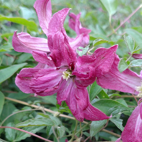 クレマチスの苗/（わけあり特価）クレマチス：ロザリン4号ロングポット（ビチセラ系）