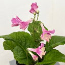 ストレプトカーパス:フェアリー5号鉢植え