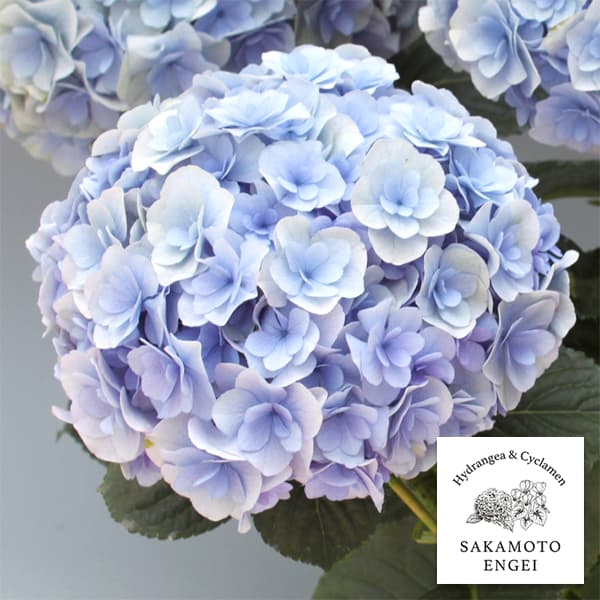 花木庭木の苗/アジサイ：ポージィブ...