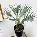 観葉植物/ヤシ:チャボトウジュロ セリフェラ 7号鉢植え