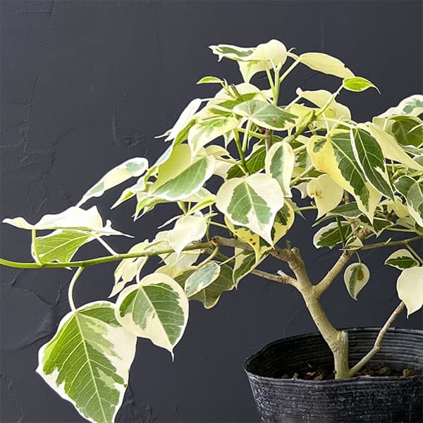 楽天市場】フィカス 希少（観葉植物｜花・観葉植物）：花・ガーデン