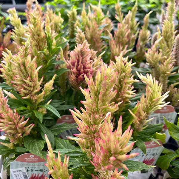 草花の苗/セロシア：フラートサーモン3-3.5号ポットのサムネイル