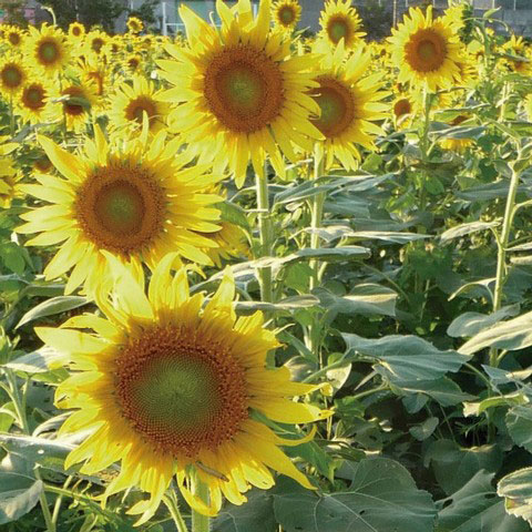 ヒマワリ・ロシア系ひまわり100ミリリットル入[タネ 4～8月まき 大型のひまわり]