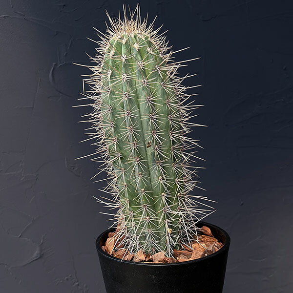 観葉植物/サボテン：武倫柱5号鉢植え