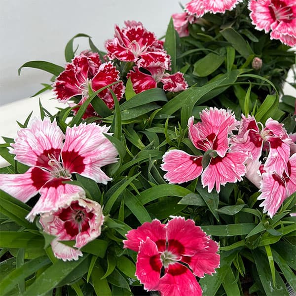 草花の苗/（わけあり特価）ダイアンサス：ダイアナ ラディアントスカーレット3.5号ポット