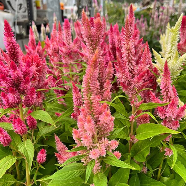 草花の苗/セロシア（ケイトウ）：高見園芸さん育種選抜株（サボン系ピンク白）3号ロングポットのサムネイル