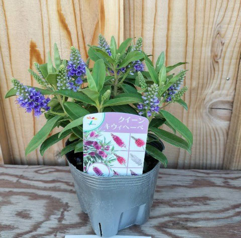 草花の苗/ヘーベ：クイーンキウイ　ブカキ3.5号ポットのサムネイル