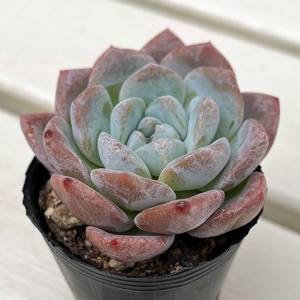 観葉植物/エケベリア：アイスローズ　2号ポット