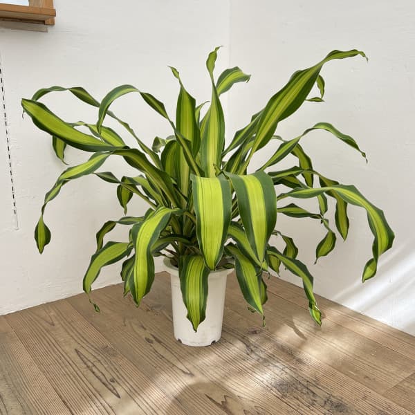 観葉植物/ドラセナ：ゴールドコード　7号鉢植え