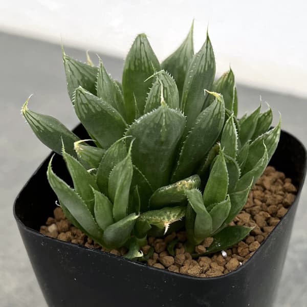 観葉植物/ハオルチア：オブボルN1（オブツーサxボルシー）2.5号鉢植え