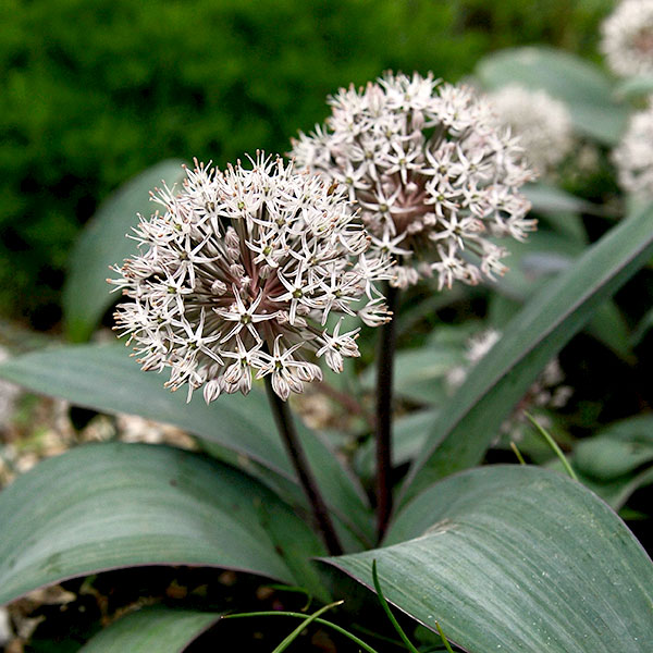秋植え球根植物球根/アリウム：カラタビエンセ 3球セットカラタビエンセ種は他のアリウムに比べて花茎が極端に短く、葉の上に乗るように花を付けるのが特徴です。パープルピンクの小花を咲かせ、ブルーグリーンの葉には極細の赤い縁取りが入る美しい品種。コンパクトなので鉢でも花壇でも育てやすいです。学名：Allium karatavienseタイプ：ユリ科の球根植物草丈：約15〜20cm植え時：10〜11月開花時期：5月頃用途：鉢花・花壇栽培方法：乾燥気味の砂質土壌で日当たりを好みます。酸性土壌を嫌うので、古土を使用する場合には、植え込み前に石灰を混ぜて中生にして下さい。尚、排水が良ければ粘土質の土地でも育ちます。植え込みの深さは球根の培の高さを目安にします。土を深めに耕し元肥を施してから植え込みます。育成期に極端な水切れを起こさないように注意して下さい。花が枯れはじめてきたら、根元近くから切り取って下さい。長期間花をつけていると翌年の花が付き難くなることがあります。尚、葉は枯れるまで残しておき、葉が枯れ込んできたら球根を掘り上げ、乾燥貯蔵して下さい。写真は開花時のイメージです。★バラ球を無地袋に詰めた状態でお届けします。カラーラベルは付いていません★※球根の表皮が剥けていたり、細かな傷がある場合がありますが、生育には支障ありません。アリウム：カラタビエンセ 3球セットの栽培ガイド秋植え球根のダブルデッカー植え球根の植付け秋植え球根【秋植え球根】植えつけ深さの目安庭にリズムと立体感を！アリウムの育て方植えっぱなしで毎年咲く、おすすめの球根植物