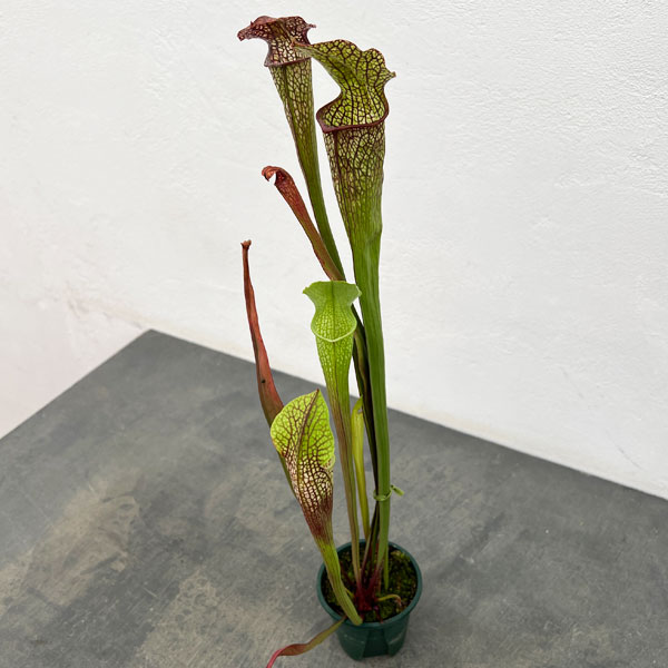 観葉植物/サラセニア：HFC-20...