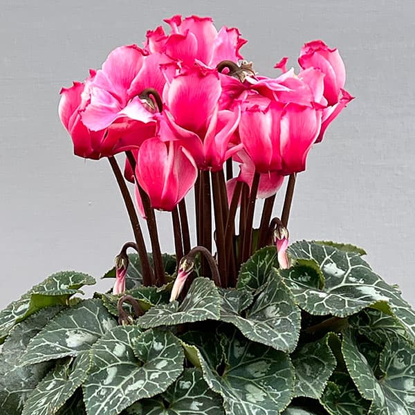 シクラメン：リリベル サーモン4号鉢植え