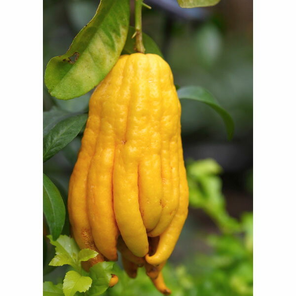 果樹の苗/ブッシュカン（仏手柑）4号ポット