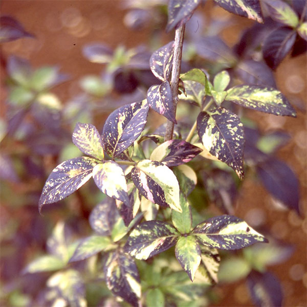 花木 庭木の苗/コガクウツギ：紺照（コンテリ）ウツギ3号ポット