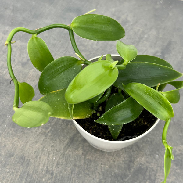 観葉植物/バニラ（緑葉）3.5号ポット