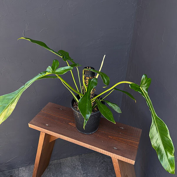 観葉植物/フィロデンドロン：ジョーピー 5号モスポール（登り棒仕立て）