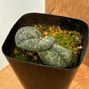 山野草の苗/カンアオイ(寒葵):千代田の松(チヨダノマツ)3号ポット