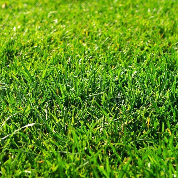 芝の種：クリーピングレッドフェスク原袋15kg入り